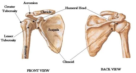 diagram of shoulder with front and back view