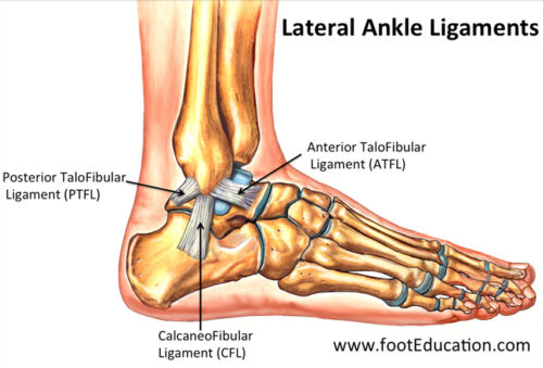 Diagram of lateral ankle ligaments